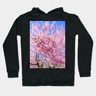 Beautiful pink flowers Hoodie